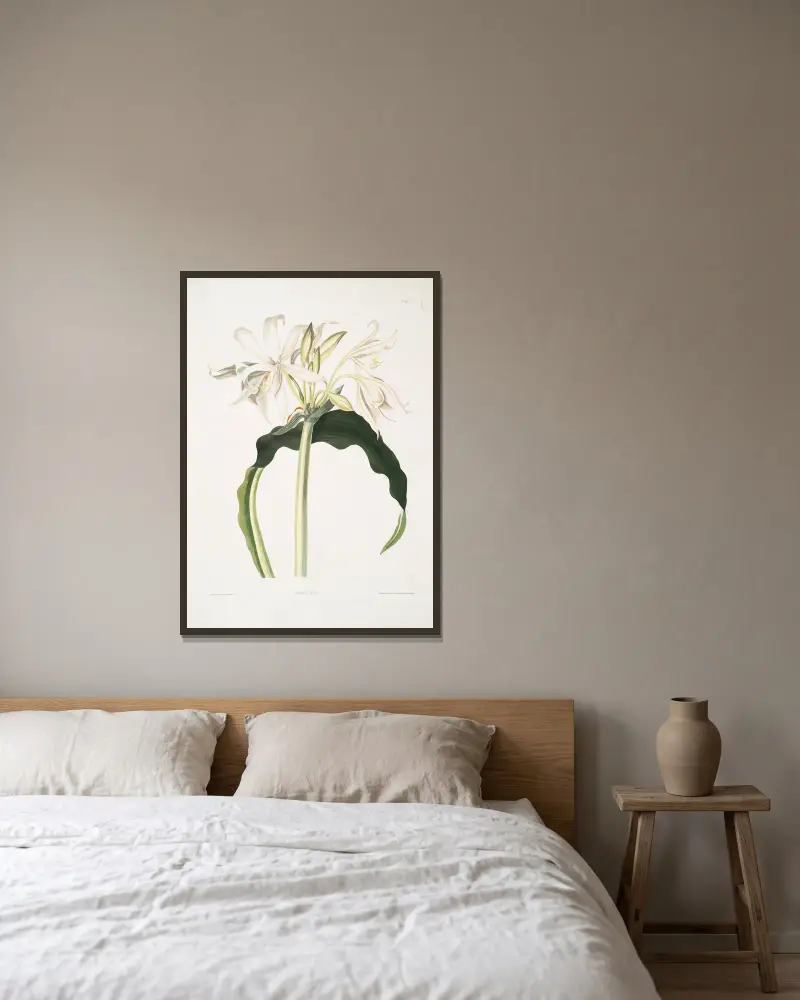 Amaryllis aulica av Priscilla Susan Bury inramad på en vägg