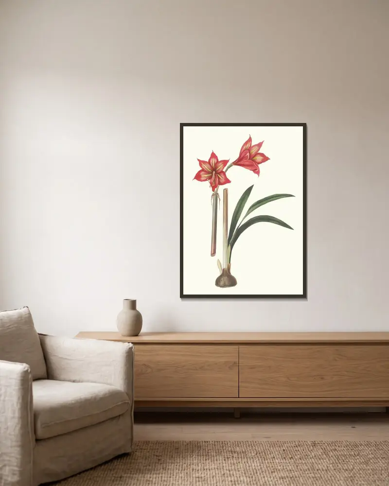 Amaryllis Correiensis. av Priscilla Susan Bury inramad på en vägg