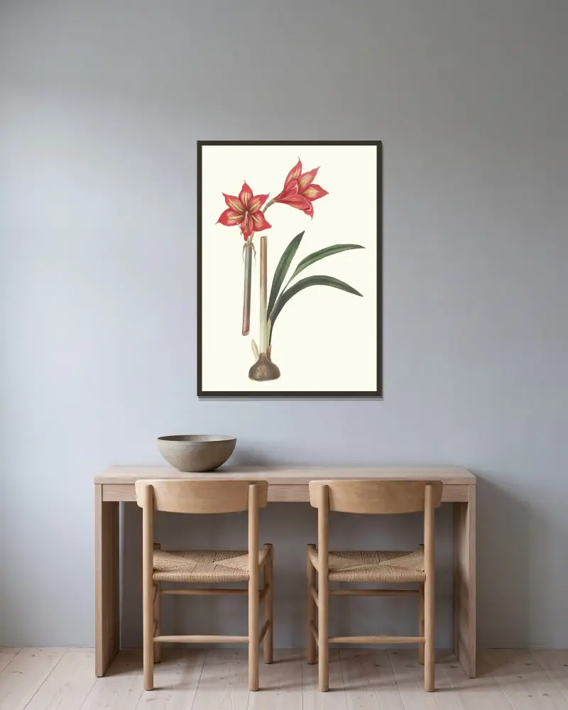 Amaryllis Correiensis. av Priscilla Susan Bury inramad på en vägg