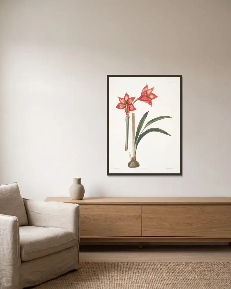 Amaryllis correiensis av Priscilla Susan Bury inramad på en vägg