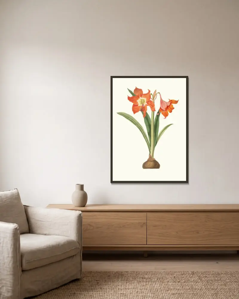 Amaryllis Equestris (Major) av Priscilla Susan Bury inramad på en vägg