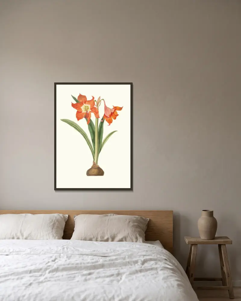 Amaryllis Equestris (Major) av Priscilla Susan Bury inramad på en vägg