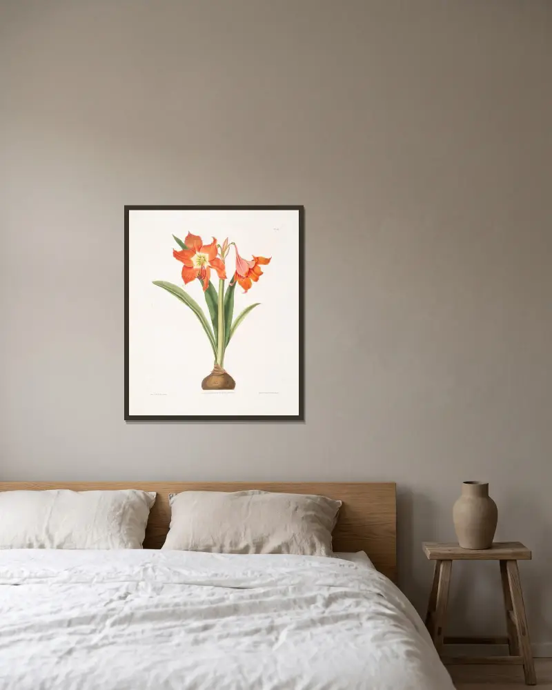 Amaryllis equestris (major) av Priscilla Susan Bury inramad på en vägg
