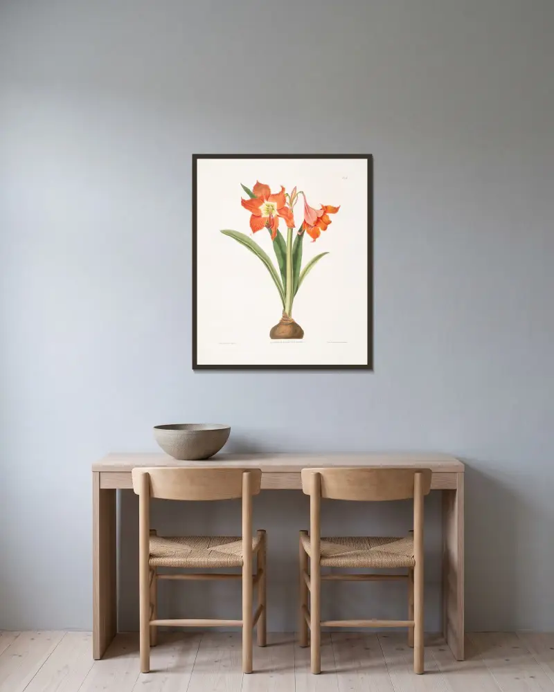 Amaryllis equestris (major) av Priscilla Susan Bury inramad på en vägg