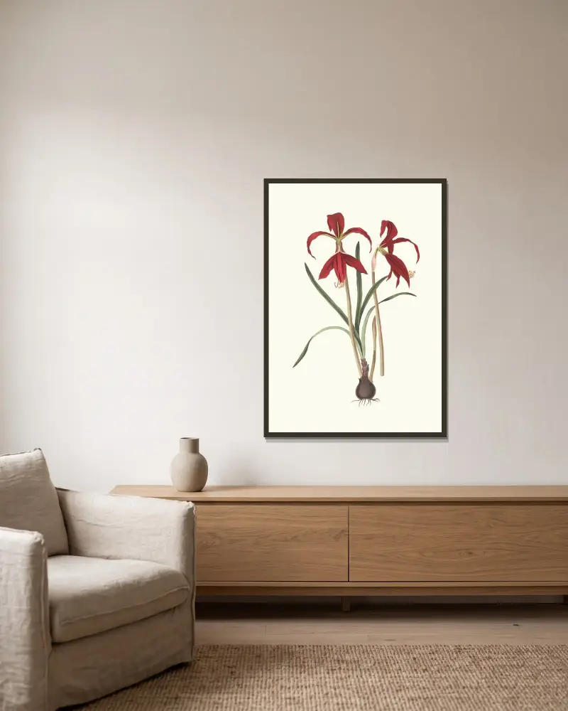 Amaryllis Formosissima. av Priscilla Susan Bury inramad på en vägg