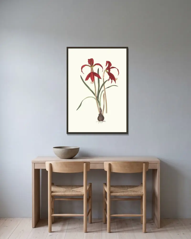 Amaryllis Formosissima. av Priscilla Susan Bury inramad på en vägg