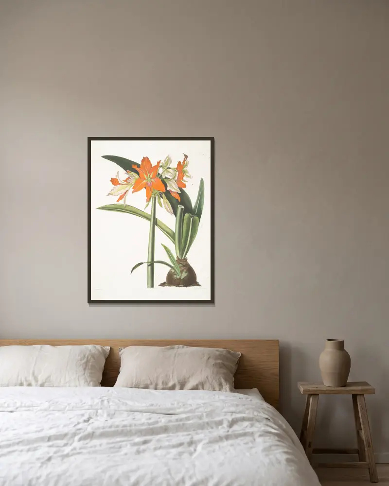 Amaryllis fulgida, 1834 – nr 1 av Priscilla Susan Bury inramad på en vägg
