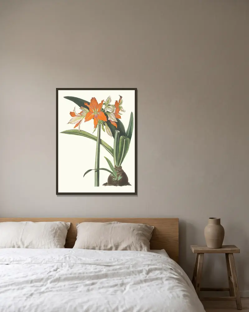 Amaryllis Fulgida, 1834 – nr 2 av Priscilla Susan Bury inramad på en vägg