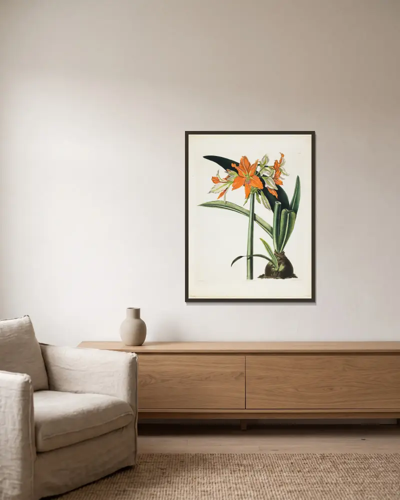 Amaryllis fulgida (Gestrichelte Amaryllis), 1831 von Priscilla Susan Bury gerahmt an einer Wand