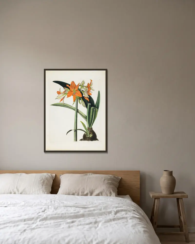 Amaryllis fulgida (Gestrichelte Amaryllis), 1831 von Priscilla Susan Bury gerahmt an einer Wand