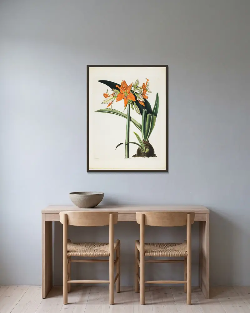 Amaryllis fulgida (Gestrichelte Amaryllis), 1831 von Priscilla Susan Bury gerahmt an einer Wand
