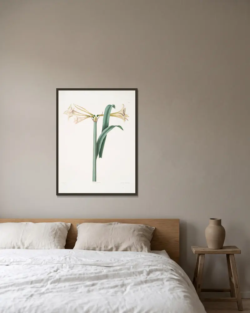 Amaryllis Harrisoni, Priscilla Susan Bury w ramie na ścianie