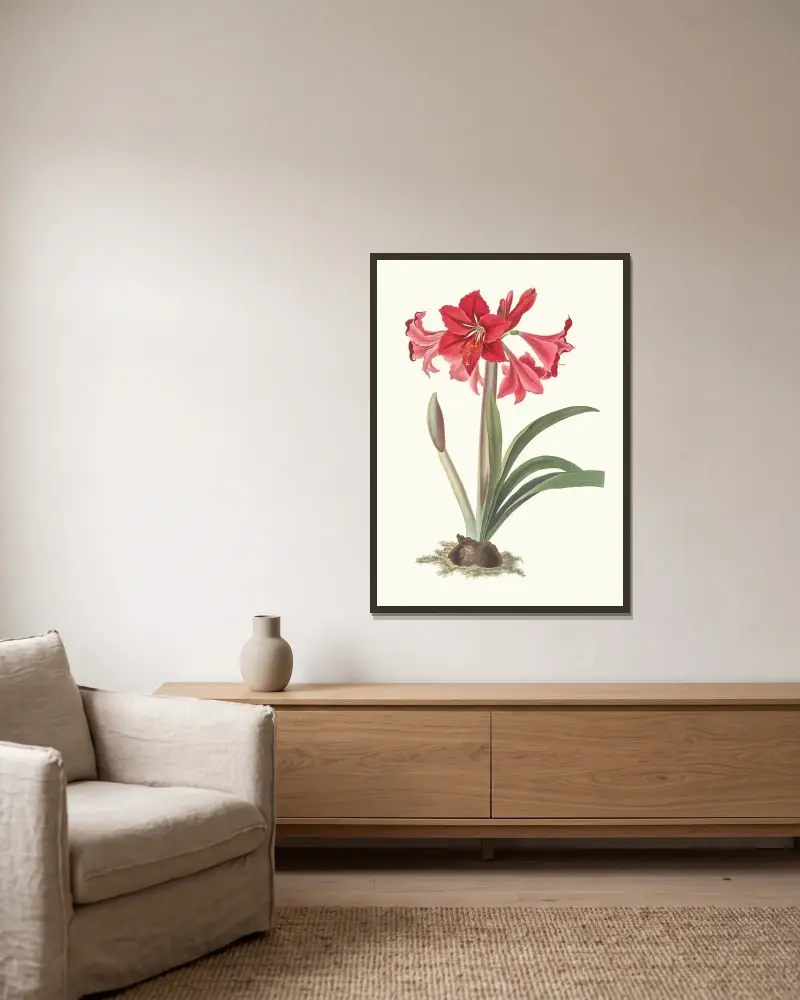 Amaryllis Johnsoni. av Priscilla Susan Bury inramad på en vägg