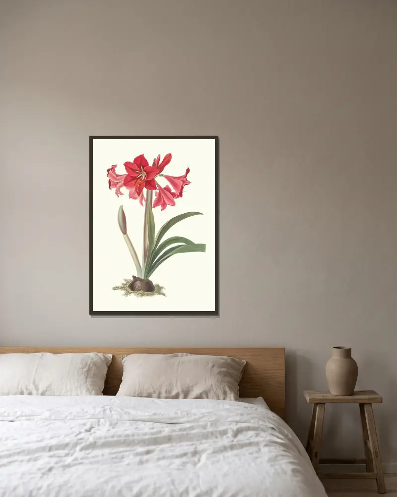 Amaryllis Johnsoni. av Priscilla Susan Bury inramad på en vägg