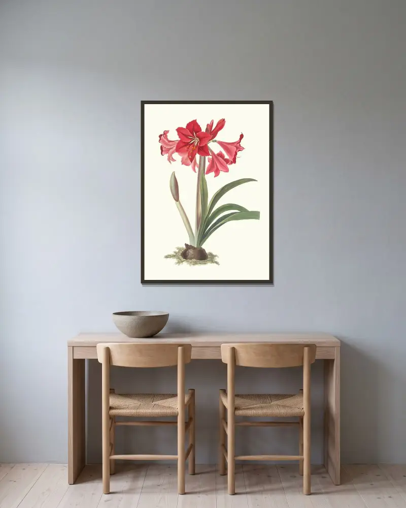 Amaryllis Johnsoni. av Priscilla Susan Bury inramad på en vägg