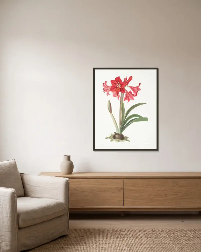 Amaryllis Johnsoni. av Priscilla Susan Bury inramad på en vägg