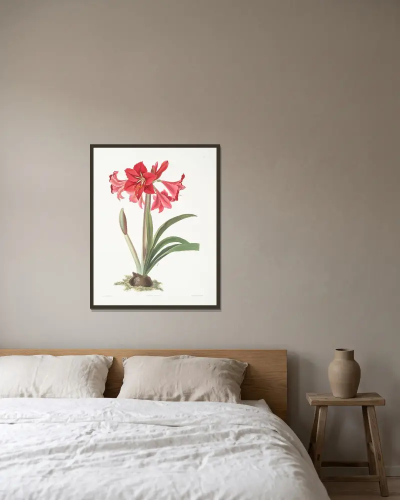 Amaryllis Johnsoni. av Priscilla Susan Bury inramad på en vägg