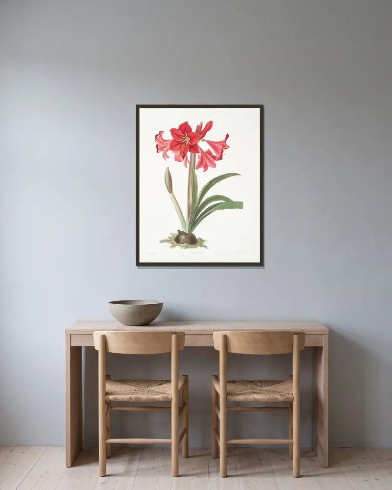 Amaryllis Johnsoni. av Priscilla Susan Bury inramad på en vägg