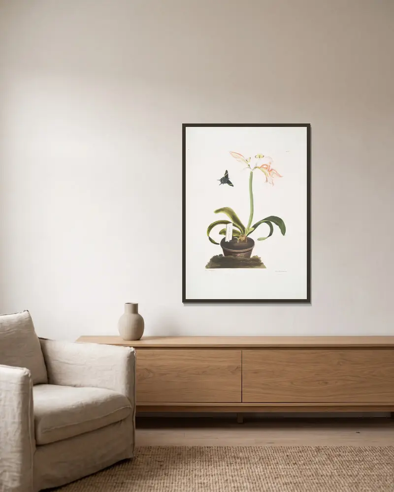 Amaryllis miniata, Priscilla Susan Bury w ramie na ścianie