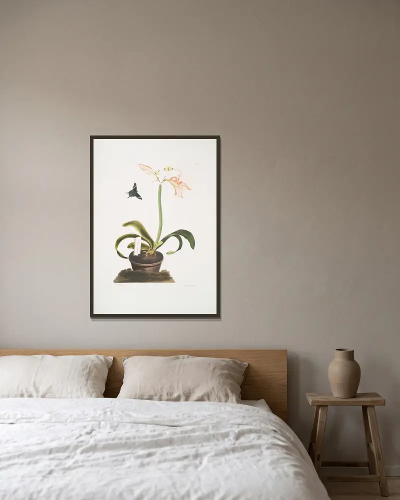 Amaryllis miniata, Priscilla Susan Bury w ramie na ścianie