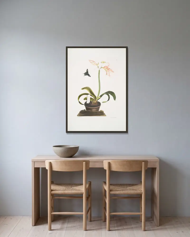 Amaryllis miniata, Priscilla Susan Bury w ramie na ścianie