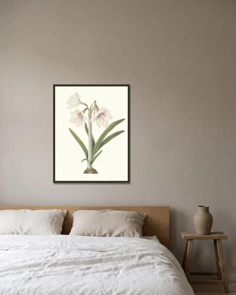 Amaryllis Picta. av Priscilla Susan Bury inramad på en vägg
