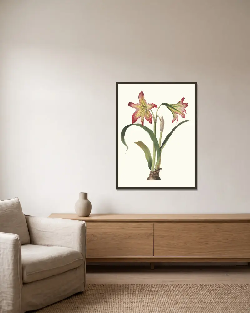 Amaryllis Psittacina, Priscilla Susan Bury v rámu na stěně