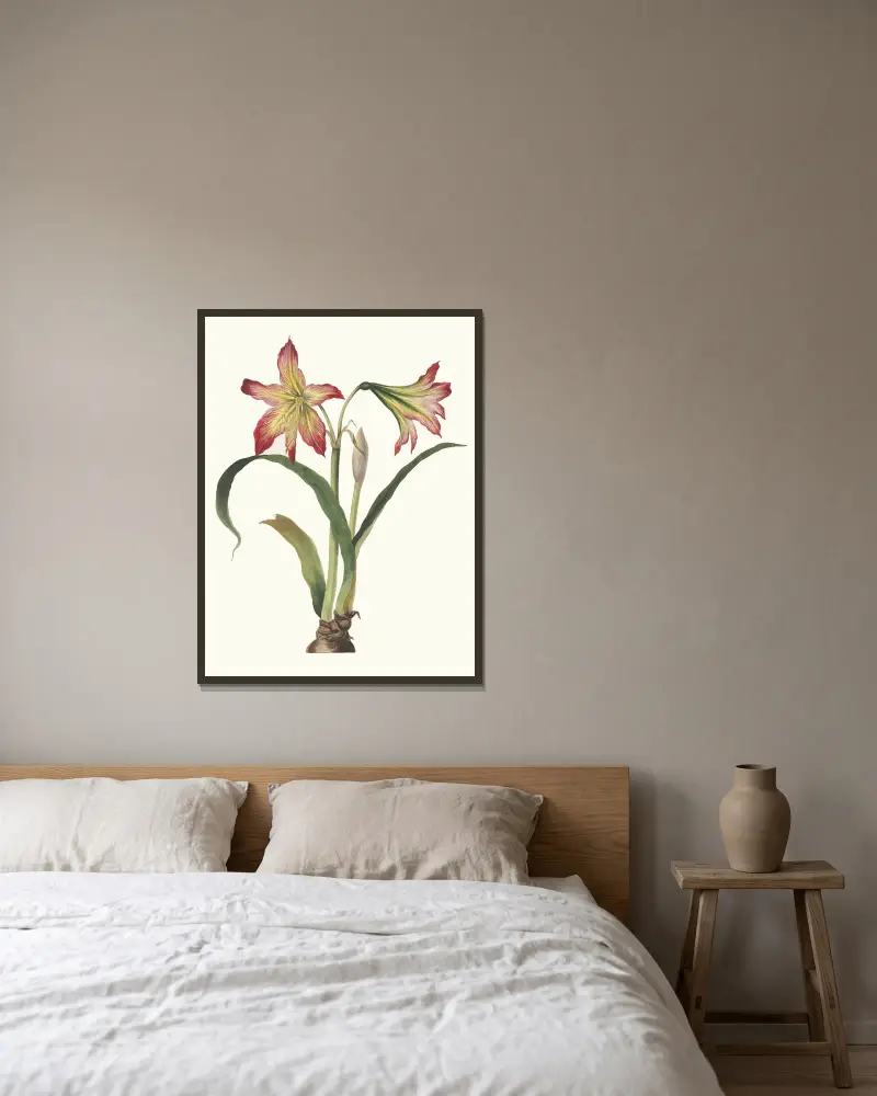 Amaryllis Psittacina, Priscilla Susan Bury v rámu na stěně
