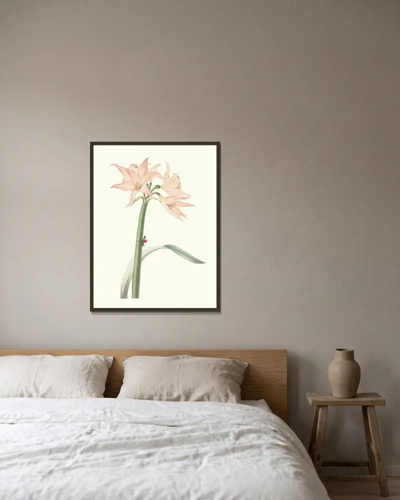 Amaryllis Pulverulenta av Priscilla Susan Bury inramad på en vägg