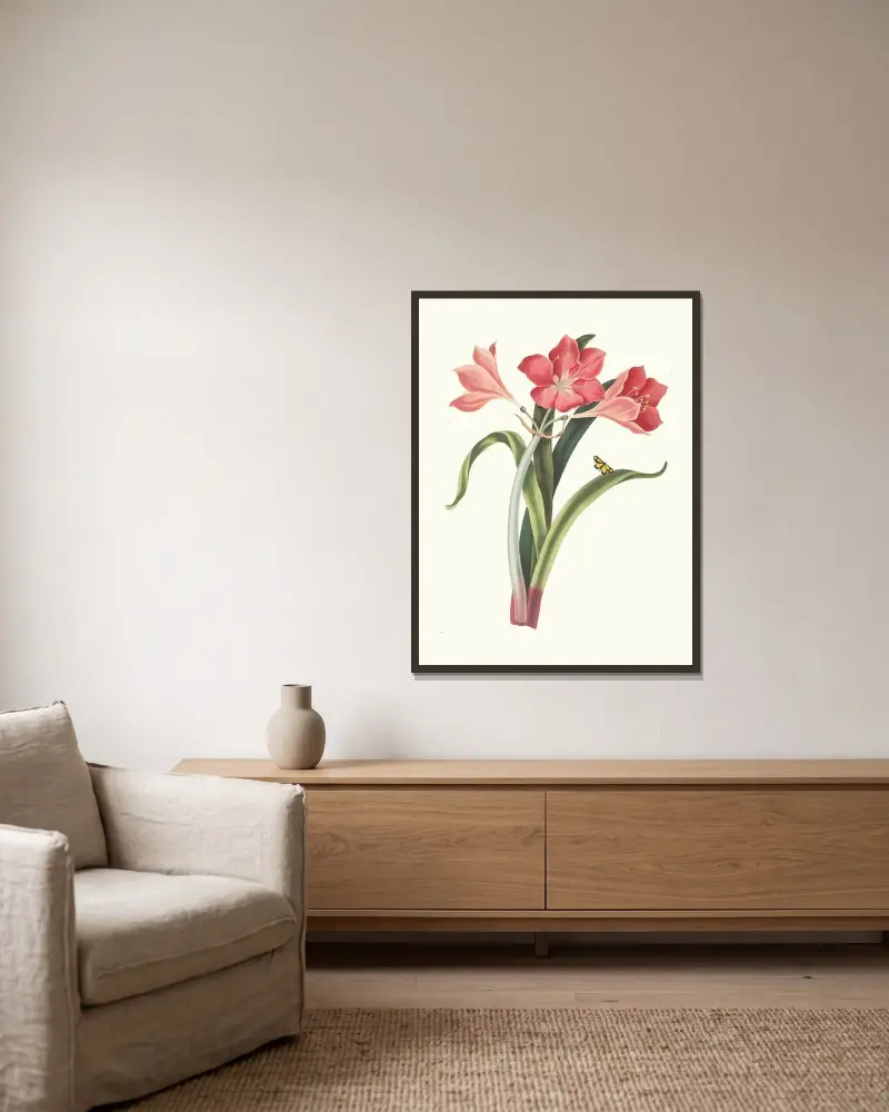 Amaryllis Purpurea (Major) av Priscilla Susan Bury inramad på en vägg