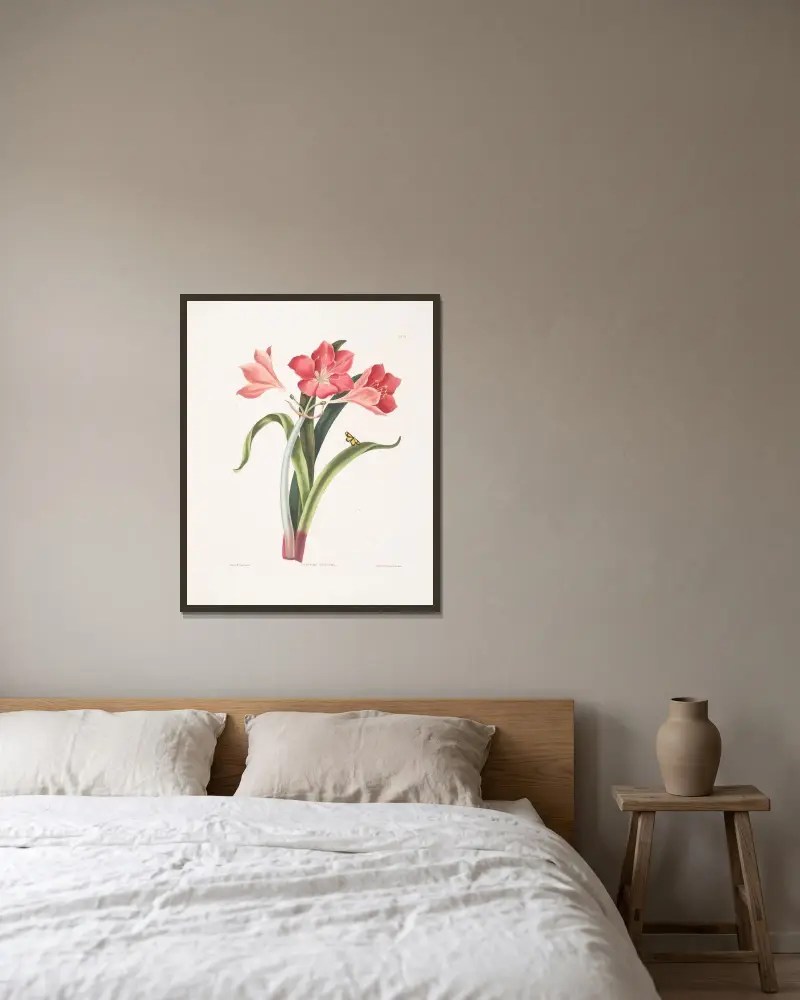 Amaryllis purpurea (major) av Priscilla Susan Bury inramad på en vägg