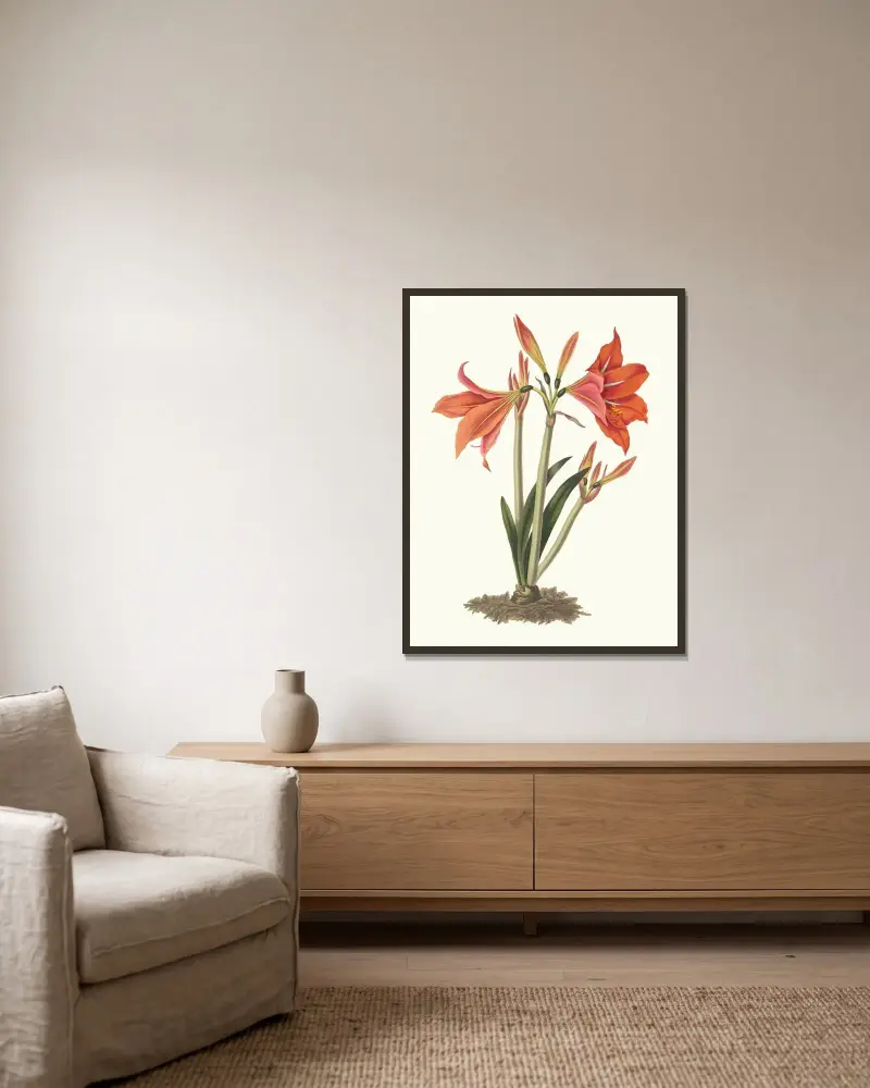 Amaryllis Reginaæ (Mexikansk lilja, Amaryllis) av Priscilla Susan Bury inramad på en vägg