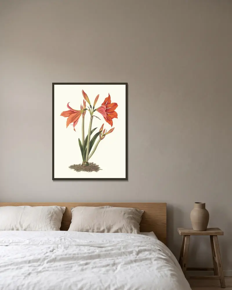 Amaryllis Reginaæ (Mexikansk lilja, Amaryllis) av Priscilla Susan Bury inramad på en vägg
