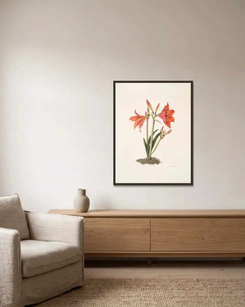 Amaryllis regina (Mexikansk lilja) av Priscilla Susan Bury inramad på en vägg