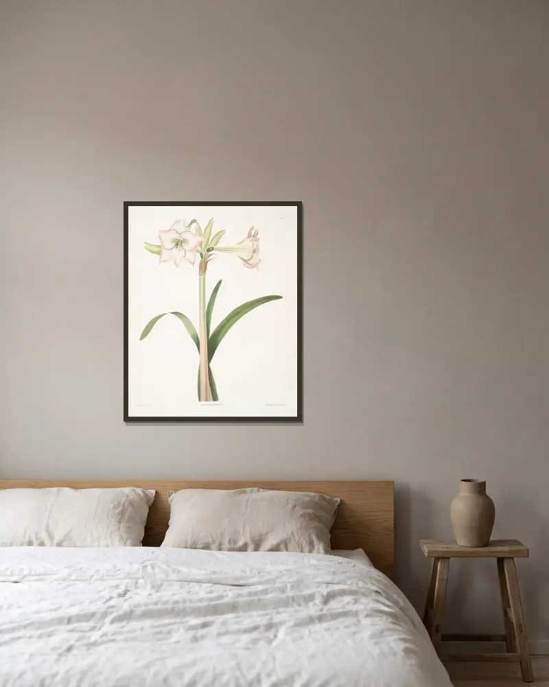 Amaryllis solandriflora var. av Priscilla Susan Bury inramad på en vägg