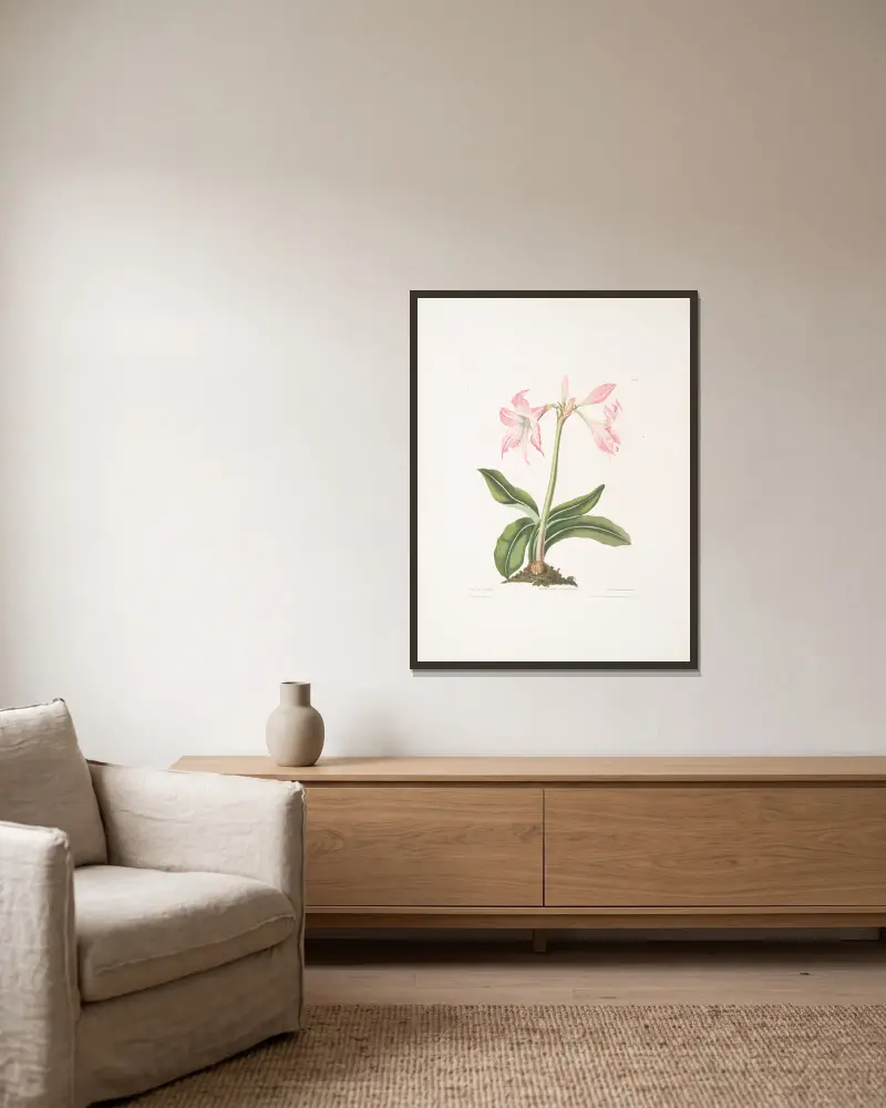 Amaryllis steilatafolia av Priscilla Susan Bury inramad på en vägg