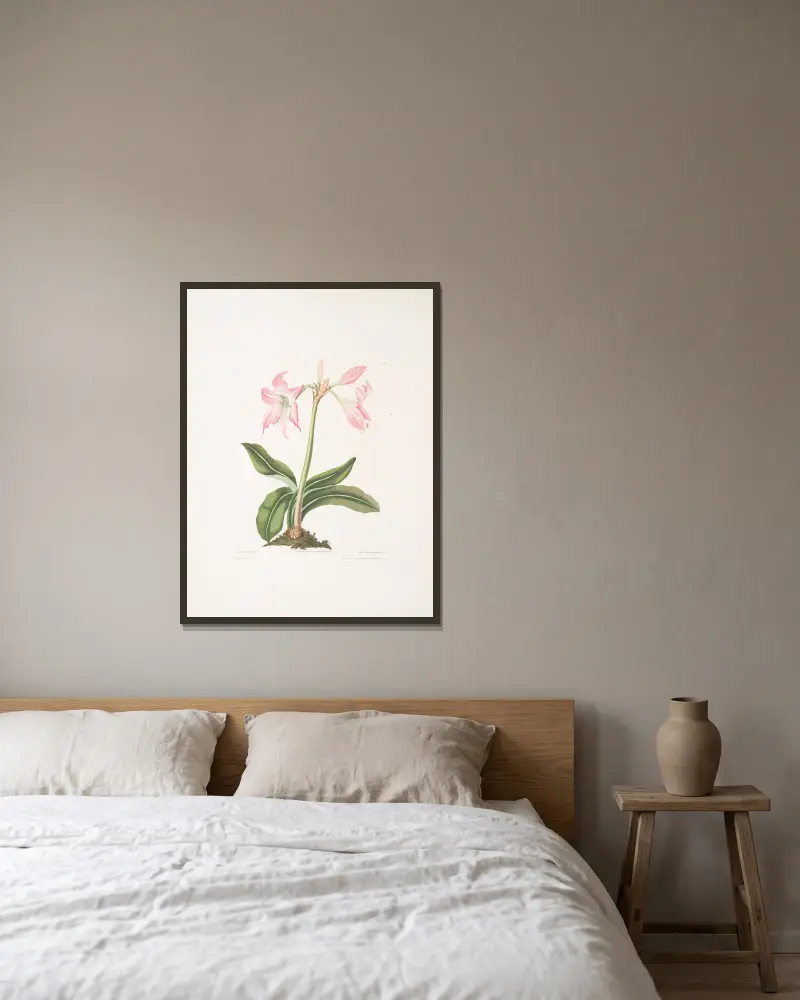 Amaryllis steilatafolia av Priscilla Susan Bury inramad på en vägg
