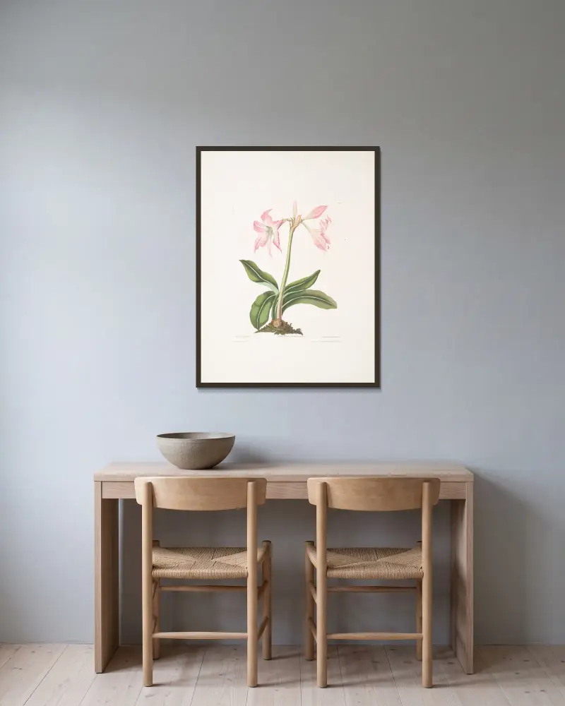 Amaryllis steilatafolia av Priscilla Susan Bury inramad på en vägg