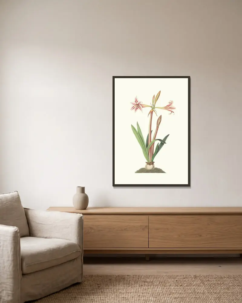 Amaryllis Vittata (Minor) av Priscilla Susan Bury inramad på en vägg