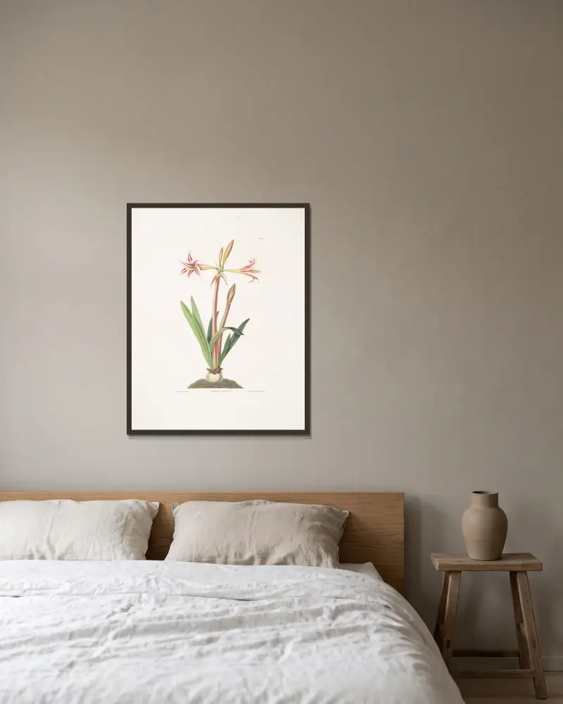 Amaryllis vittata (mindre) av Priscilla Susan Bury inramad på en vägg