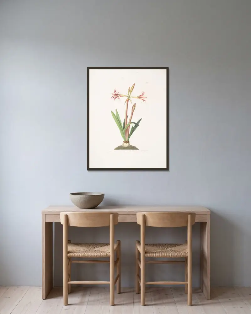 Amaryllis vittata (mindre) av Priscilla Susan Bury inramad på en vägg