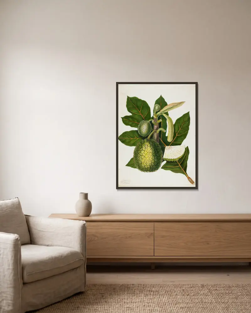 Artocarpus Incisa (The True Bread-fruit of the Phillipines) av Priscilla Susan Bury inramad på en vägg