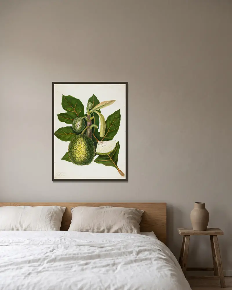 Artocarpus Incisa (The True Bread-fruit of the Phillipines) av Priscilla Susan Bury inramad på en vägg