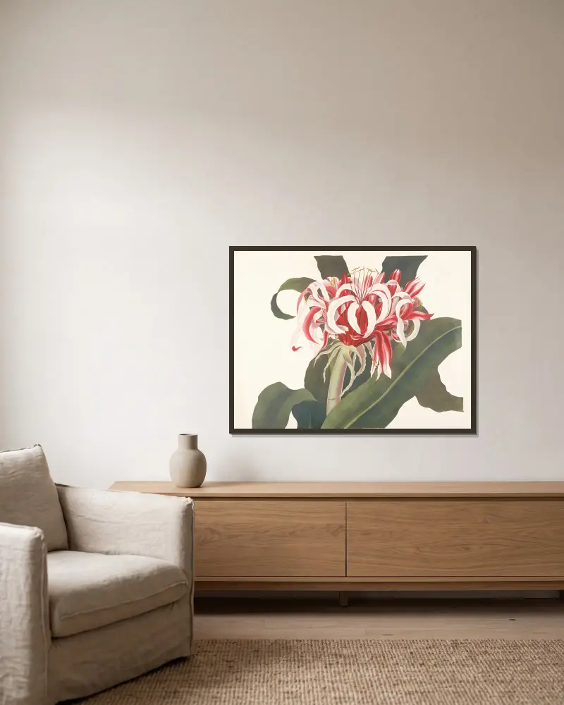 Crinum augustum (Giant Spider Lily, Queen Emma Lily) av Priscilla Susan Bury inramad på en vägg