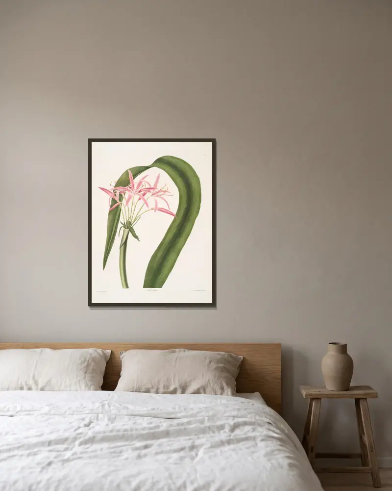 Crinum cruentum av Priscilla Susan Bury inramad på en vägg