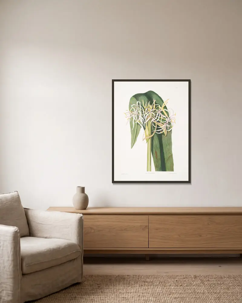 Crinum declinatum von Priscilla Susan Bury gerahmt an einer Wand