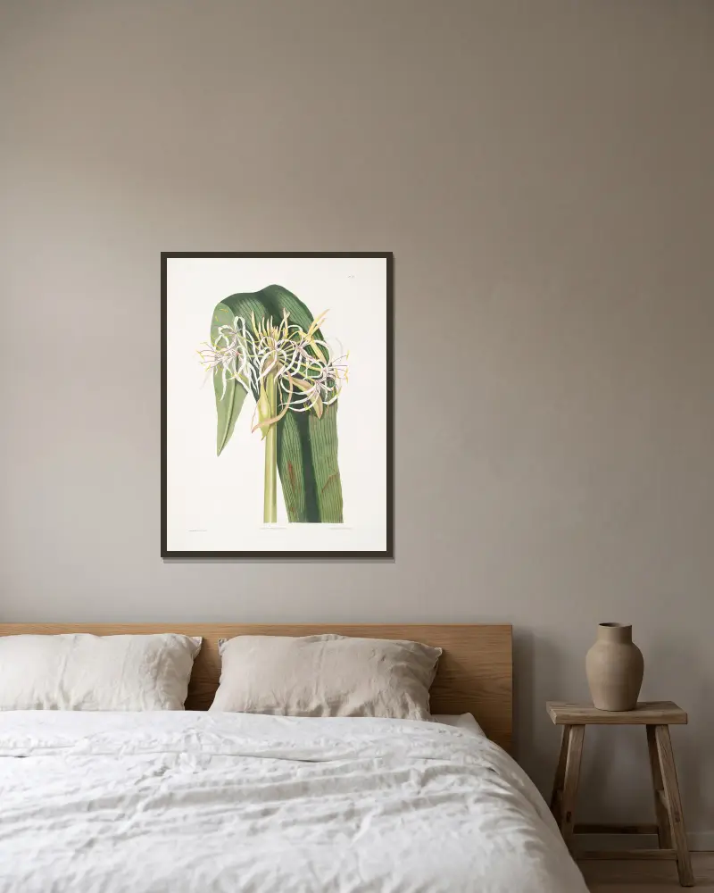 Crinum declinatum von Priscilla Susan Bury gerahmt an einer Wand