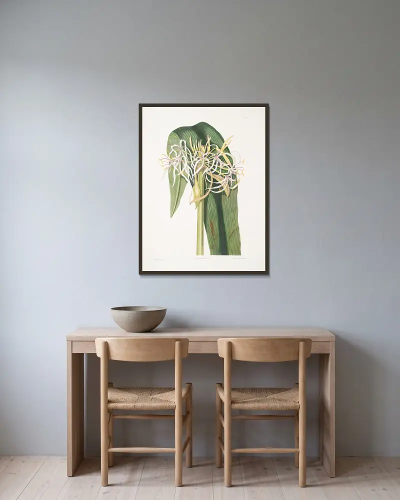 Crinum declinatum von Priscilla Susan Bury gerahmt an einer Wand