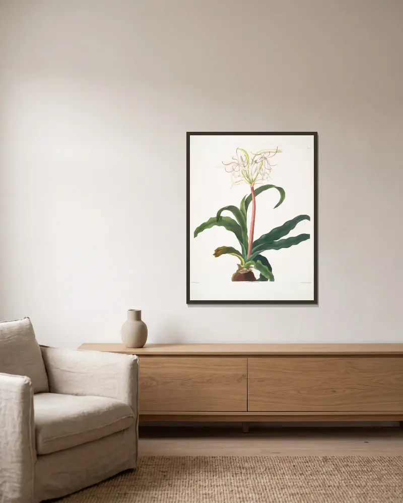 Crinum erubescens av Priscilla Susan Bury inramad på en vägg
