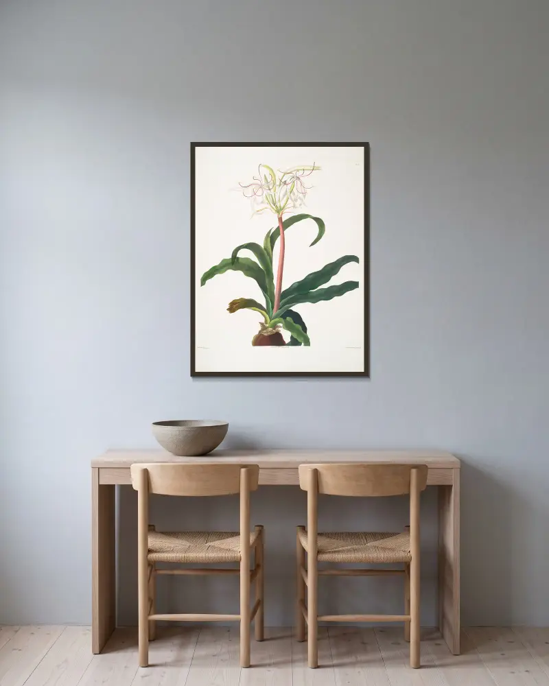 Crinum erubescens av Priscilla Susan Bury inramad på en vägg